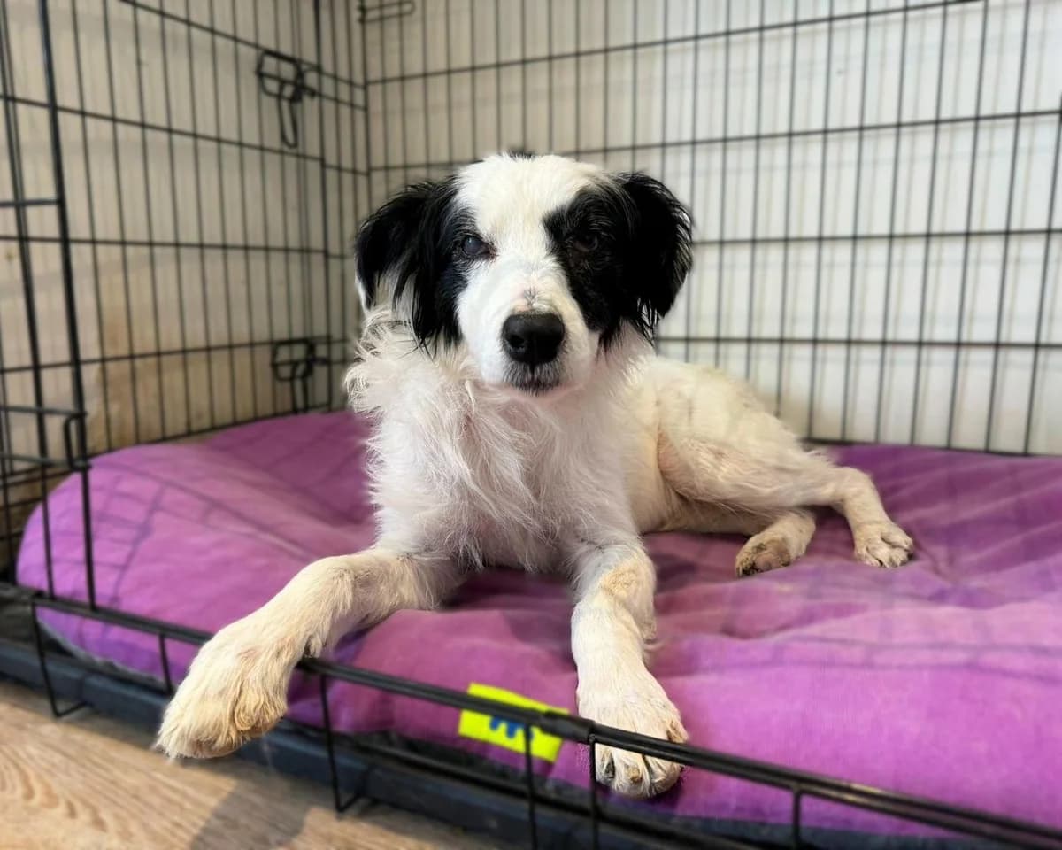 Zoe, female 4yo Mixed Breed for adoption at Save a Greek Stray, Metsovo