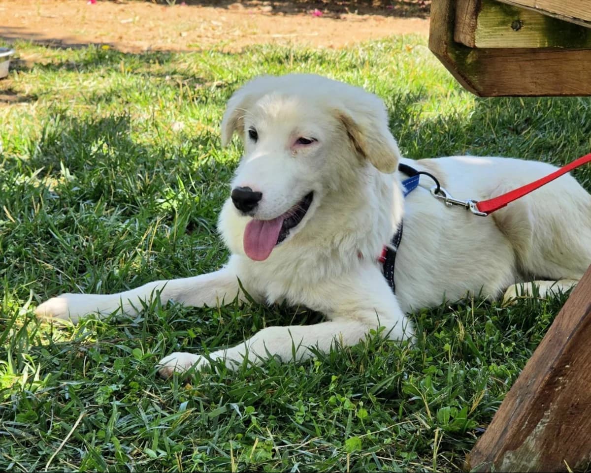 Bernard, male puppy Mixed Breed for adoption at Save a Greek Stray, Metsovo