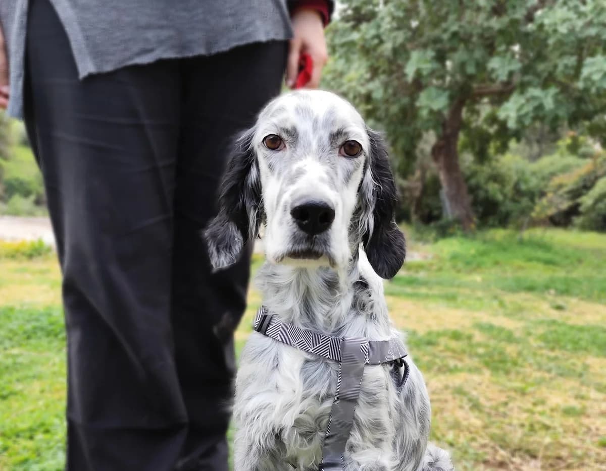 Mina, female 4yo Mixed Breed for adoption at Save a Greek Stray, Metsovo