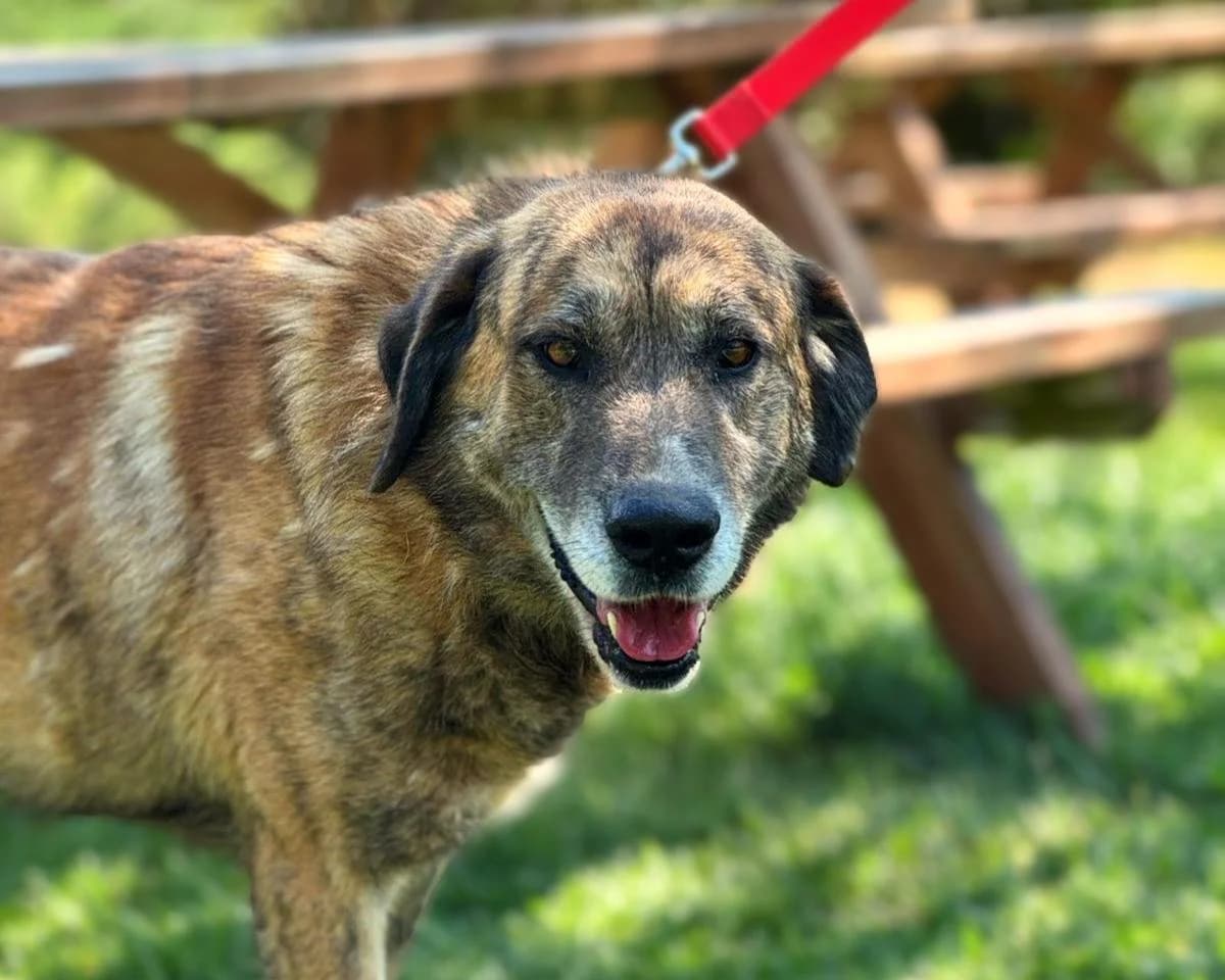 Orfeas, male 5yo Mixed Breed for adoption at Save a Greek Stray, Metsovo
