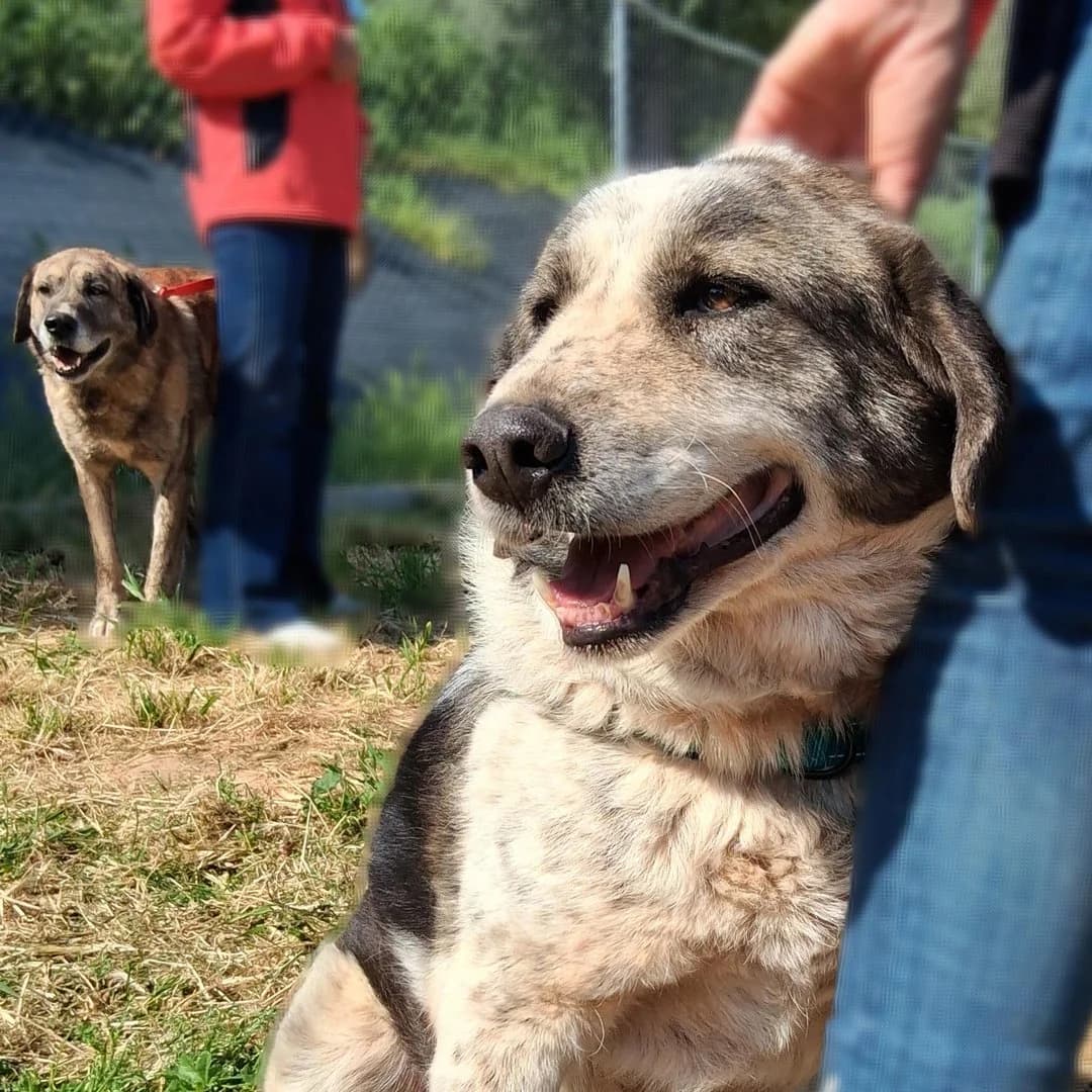 Mitsos, male 7yo Mixed Breed for adoption at Save a Greek Stray, Metsovo