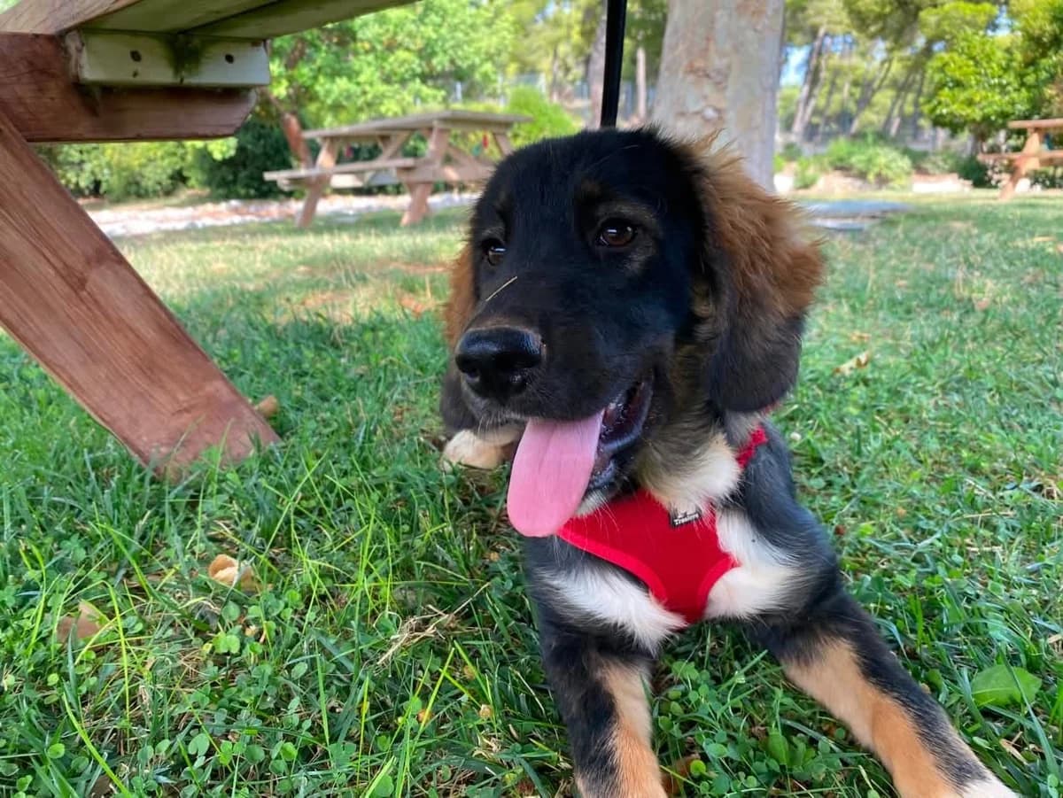 MAYIA (ΜΑΥΙΑ), female puppy Mixed Breed for adoption at Save a Greek Stray, Metsovo