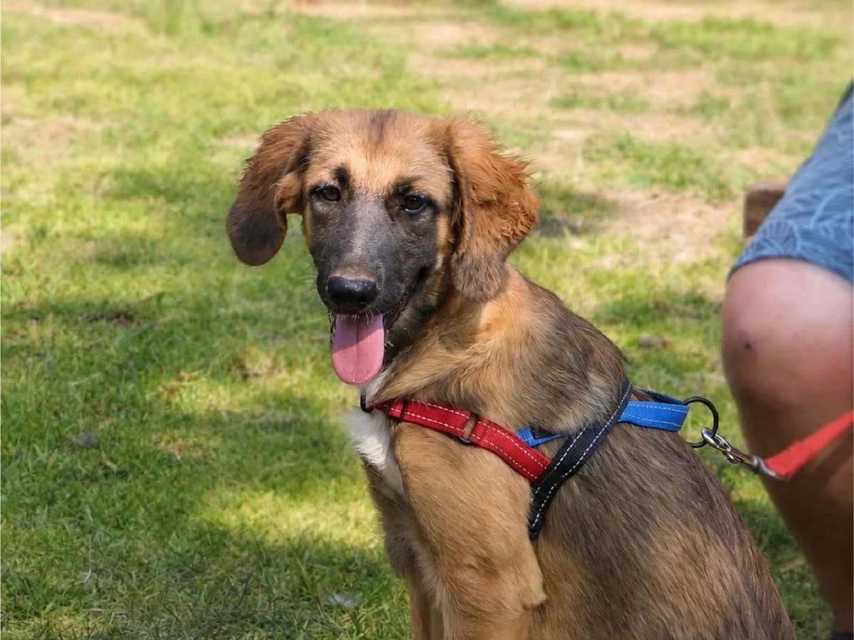 Lydia, female puppy Mixed Breed for adoption at Save a Greek Stray, Metsovo