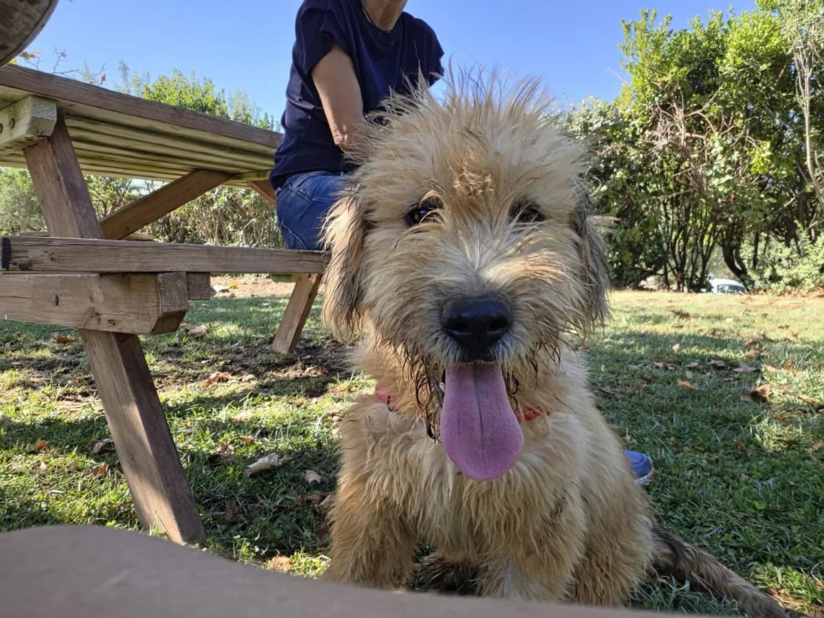 Casper, male puppy Mixed Breed for adoption at Save a Greek Stray, Metsovo
