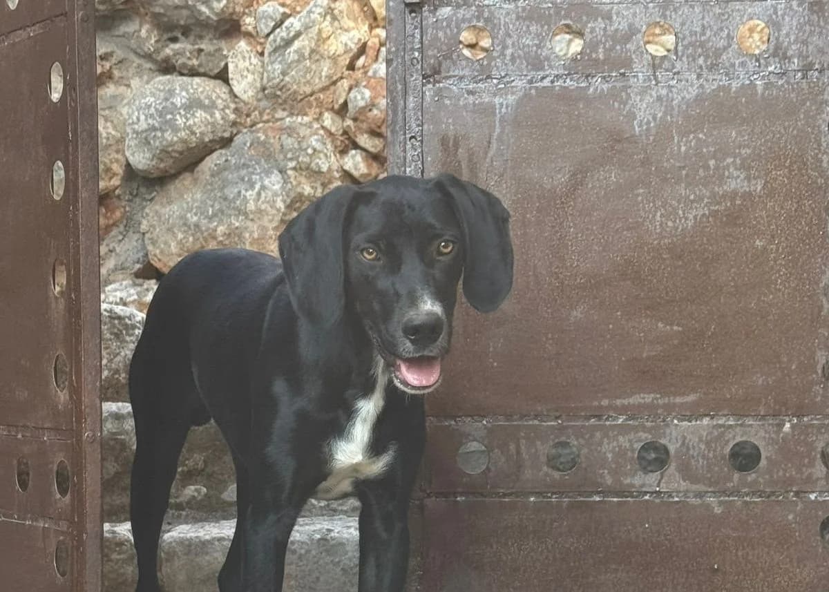 Morgan, male young Mixed Breed for adoption at Save a Greek Stray, Metsovo