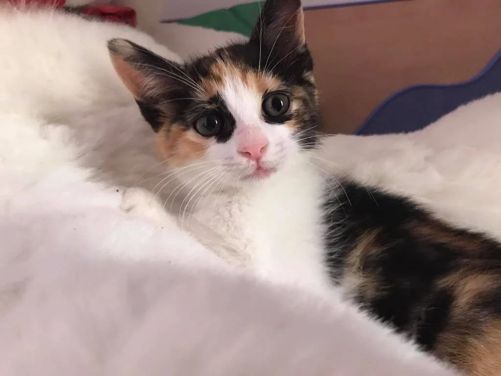 Έnia (Ένια), female Mixed Breed for adoption at SCARS - Second Chance Animal Rescue Society