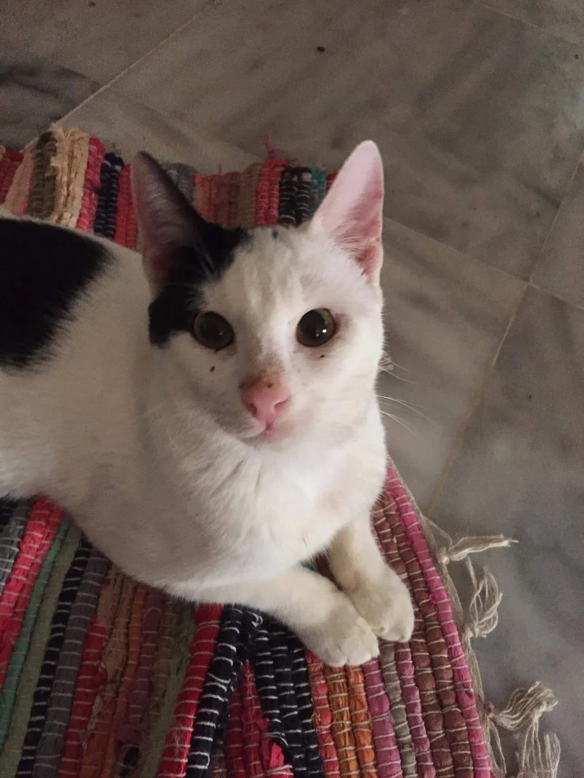 Anty (Αντυ), female Mixed Breed for adoption at SCARS - Second Chance Animal Rescue Society