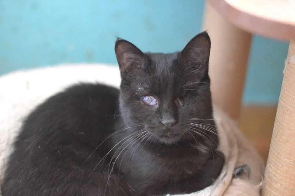 Gioyna (Γιούνα), female Mixed Breed for adoption at SCARS - Second Chance Animal Rescue Society