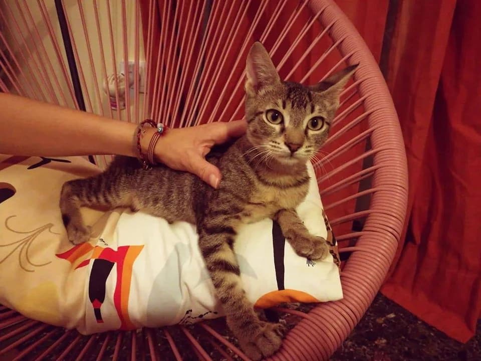 Kampari (Καμπάρι), male Mixed Breed for adoption at SCARS - Second Chance Animal Rescue Society