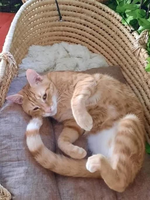 Konor (Κόνορ), male Mixed Breed for adoption at SCARS - Second Chance Animal Rescue Society