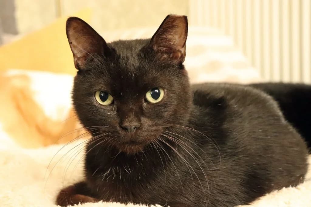 Laki (Λάκη), male Mixed Breed for adoption at SCARS - Second Chance Animal Rescue Society