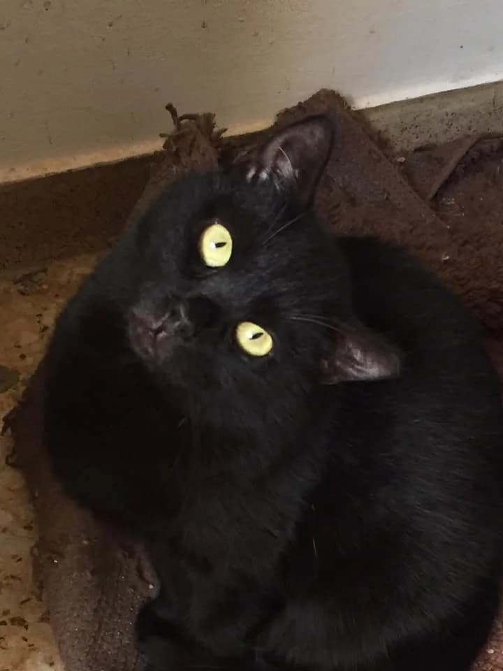 Loysi (Λούσι), female Mixed Breed for adoption at SCARS - Second Chance Animal Rescue Society