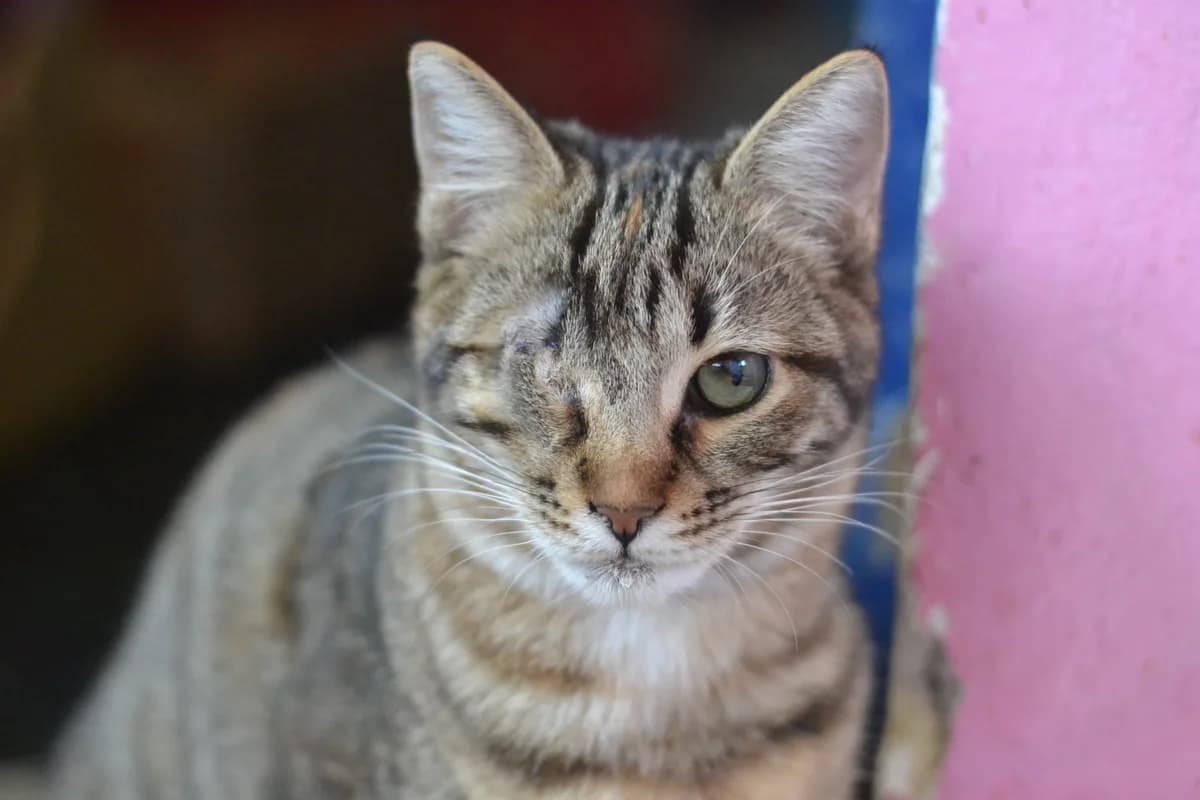 Mia (Μία), female Mixed Breed for adoption at SCARS - Second Chance Animal Rescue Society