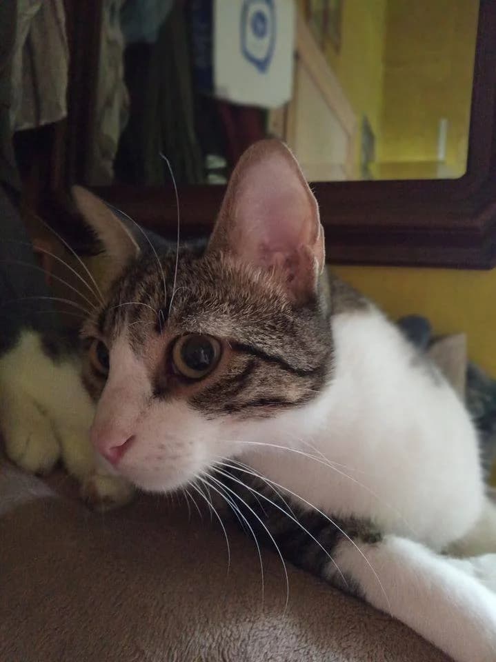 Milli (Μίλλι), male Mixed Breed for adoption at SCARS - Second Chance Animal Rescue Society
