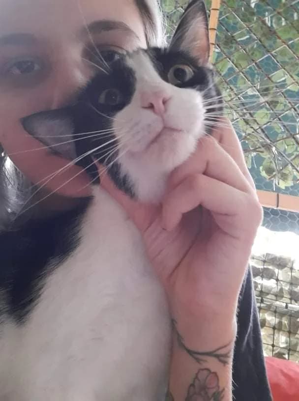 Minky (Μίνκυ), male Mixed Breed for adoption at SCARS - Second Chance Animal Rescue Society