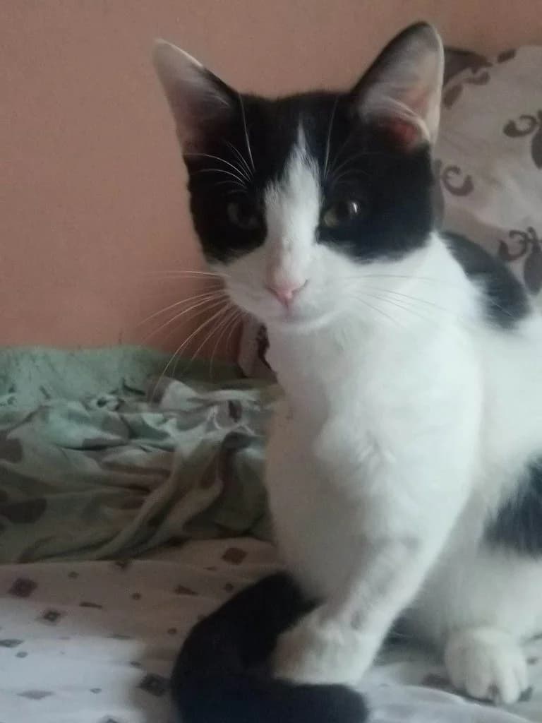 Moytzi (Μούτζι), female Mixed Breed for adoption at SCARS - Second Chance Animal Rescue Society