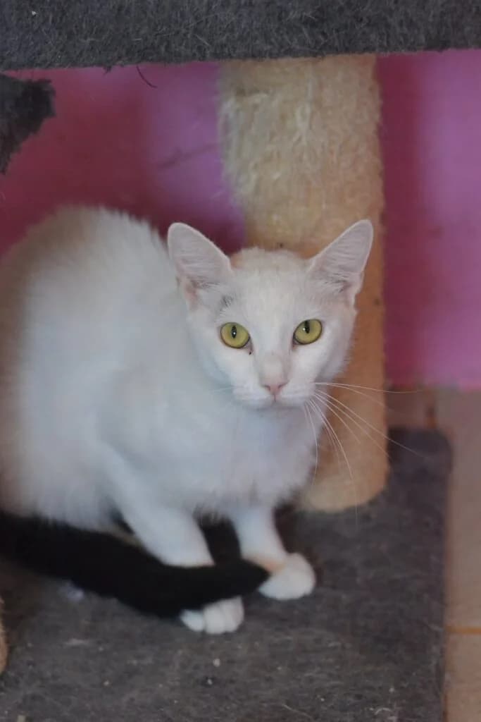 Nifada (Νιφαδα), female Mixed Breed for adoption at SCARS - Second Chance Animal Rescue Society