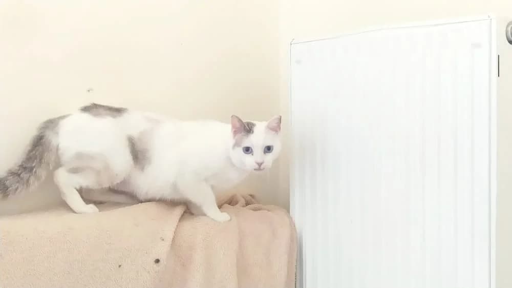 Prisila (Πρισίλα), female Mixed Breed for adoption at SCARS - Second Chance Animal Rescue Society