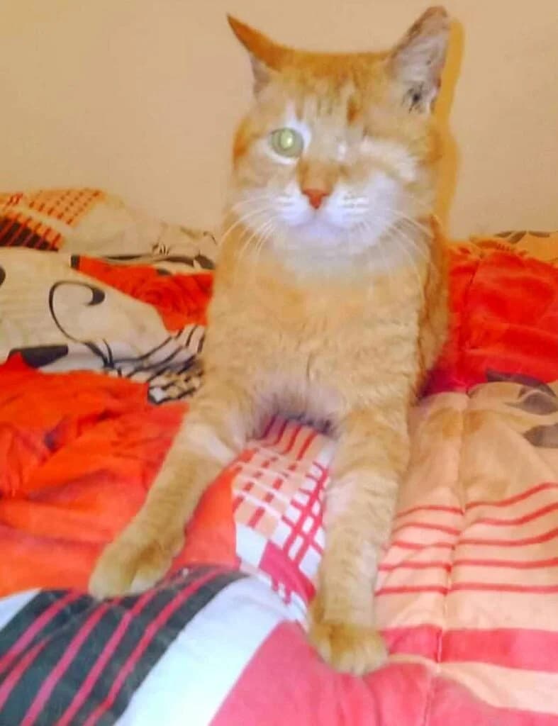 Rosso (Ρόσσο), male Mixed Breed for adoption at SCARS - Second Chance Animal Rescue Society