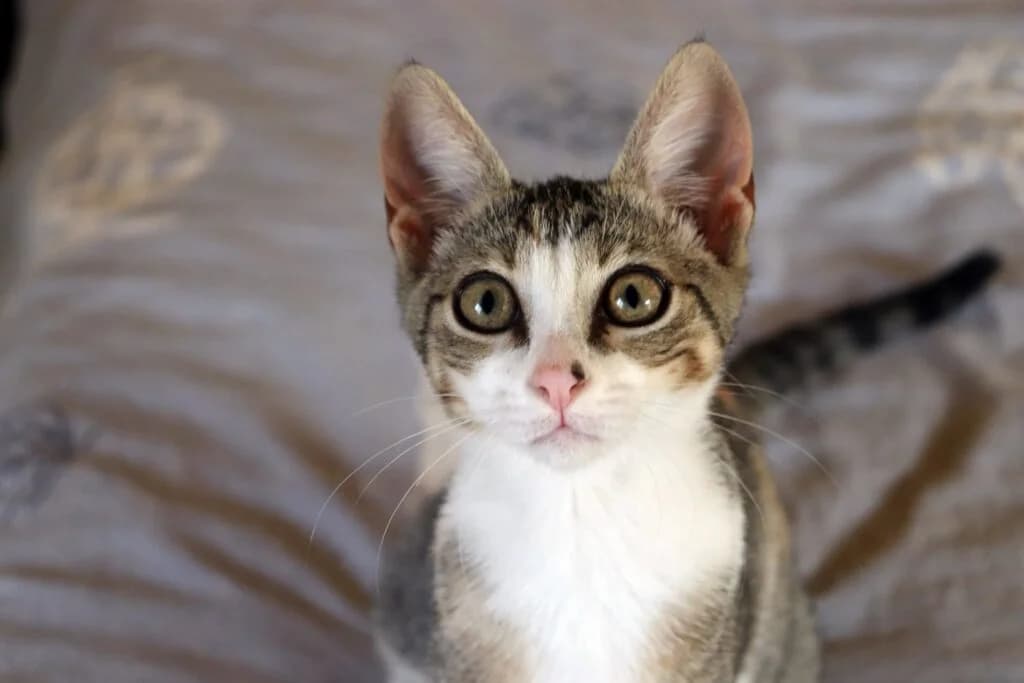 Siri (Σίρι), male Mixed Breed for adoption at SCARS - Second Chance Animal Rescue Society