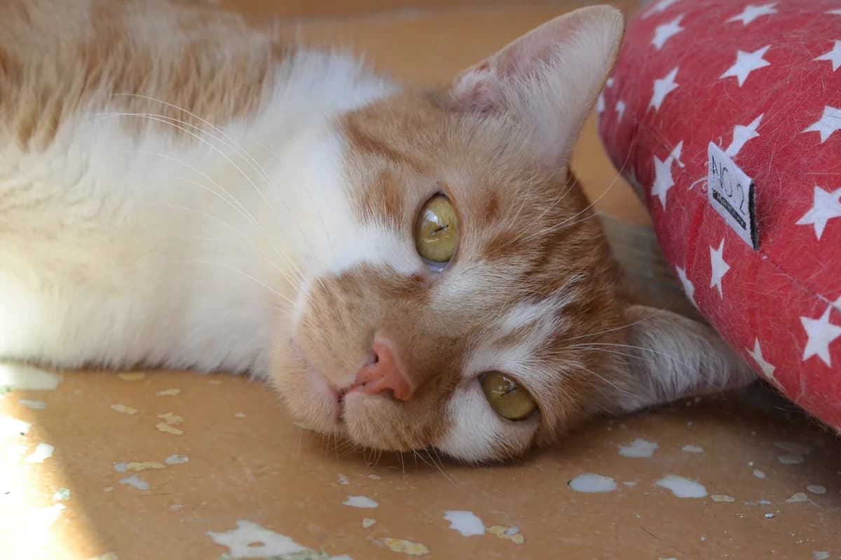 Sam (Σαμ), male Mixed Breed for adoption at SCARS - Second Chance Animal Rescue Society