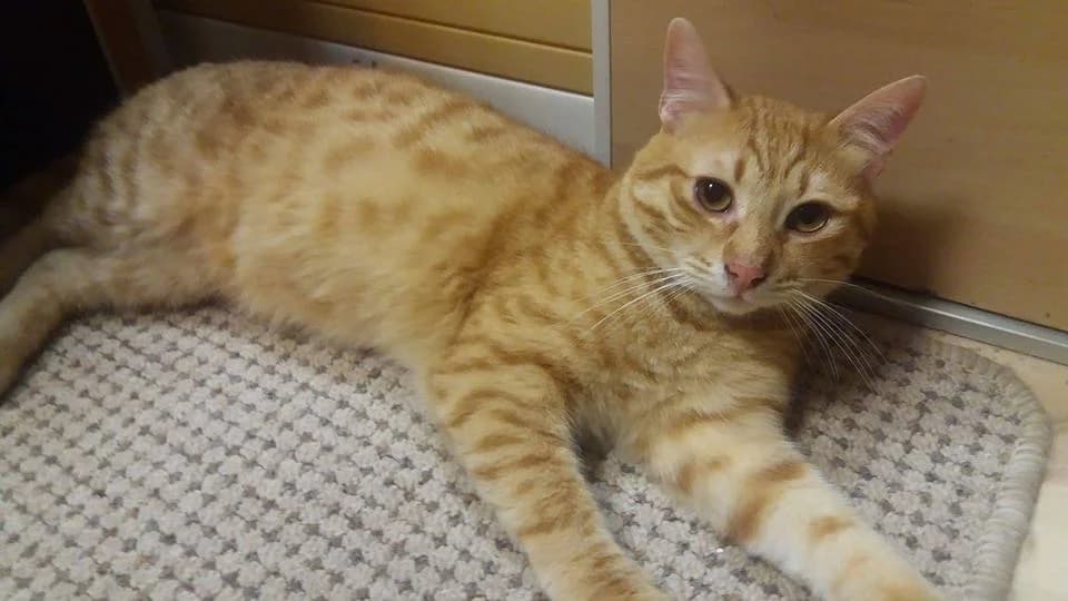 Tyrion (Τύριον), male Mixed Breed for adoption at SCARS - Second Chance Animal Rescue Society