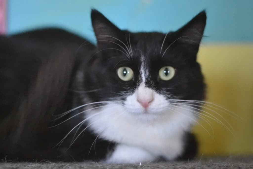 Femi (Φέμι), male Mixed Breed for adoption at SCARS - Second Chance Animal Rescue Society