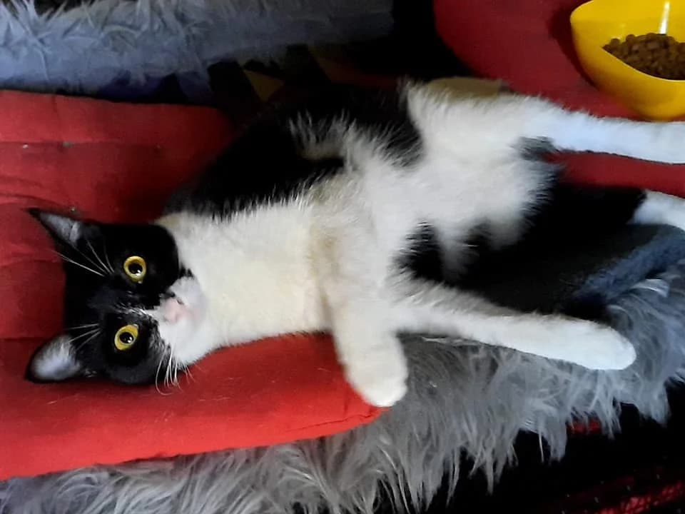 Yaiza, female Mixed Breed for adoption at SCARS - Second Chance Animal Rescue Society