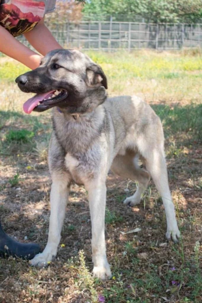 Cal, male 5yo Mixed Breed for adoption at description