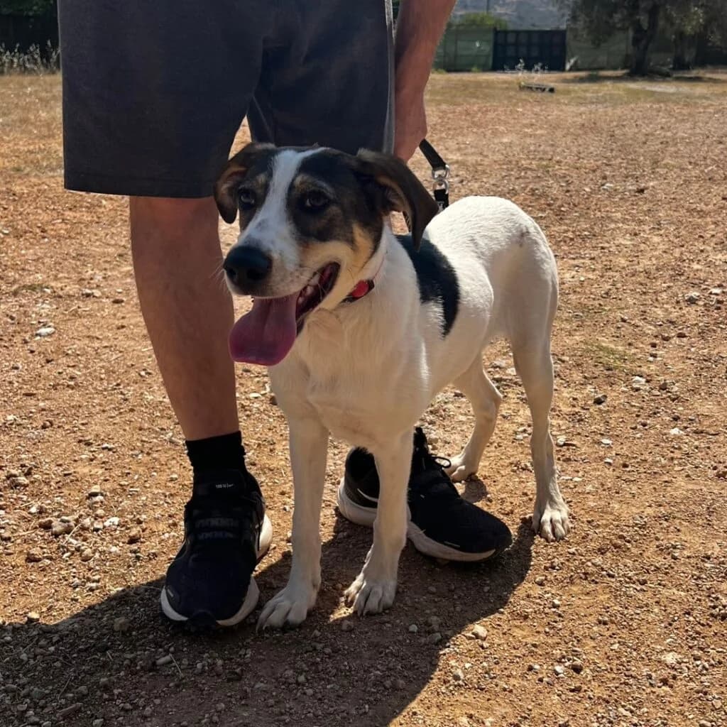 Karolina, female 5yo Mixed Breed for adoption at description