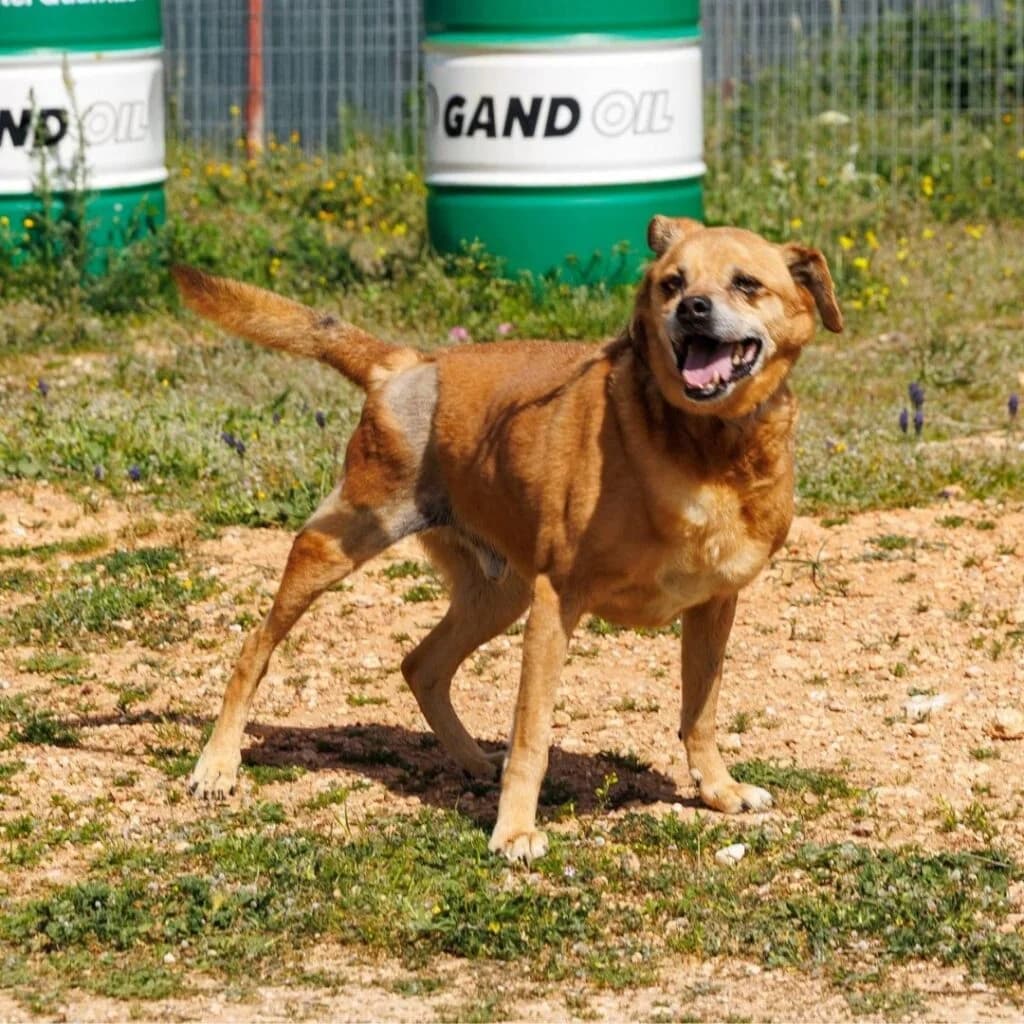 Michael, male senior Mixed Breed for adoption at description