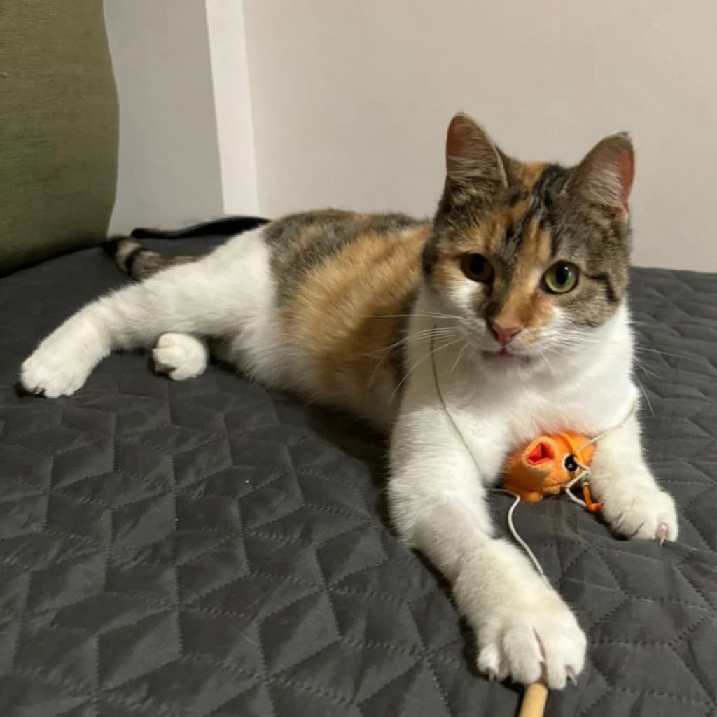 Toula, female young Mixed Breed for adoption at description