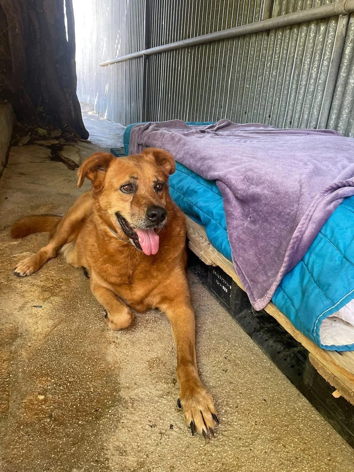 Kanellos, Mixed Breed (Souda Shelter)