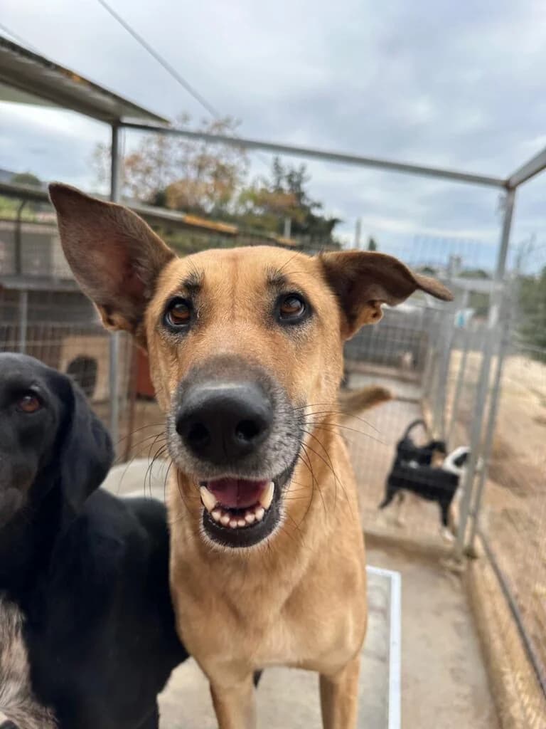 Naomi, female 3yo Mixed Breed for adoption at Souda Shelter, Chania