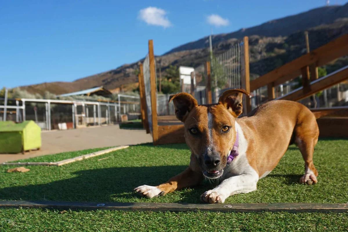 Harper, female 3yo Jack Russell Terrier for adoption at Souda Shelter, Chania