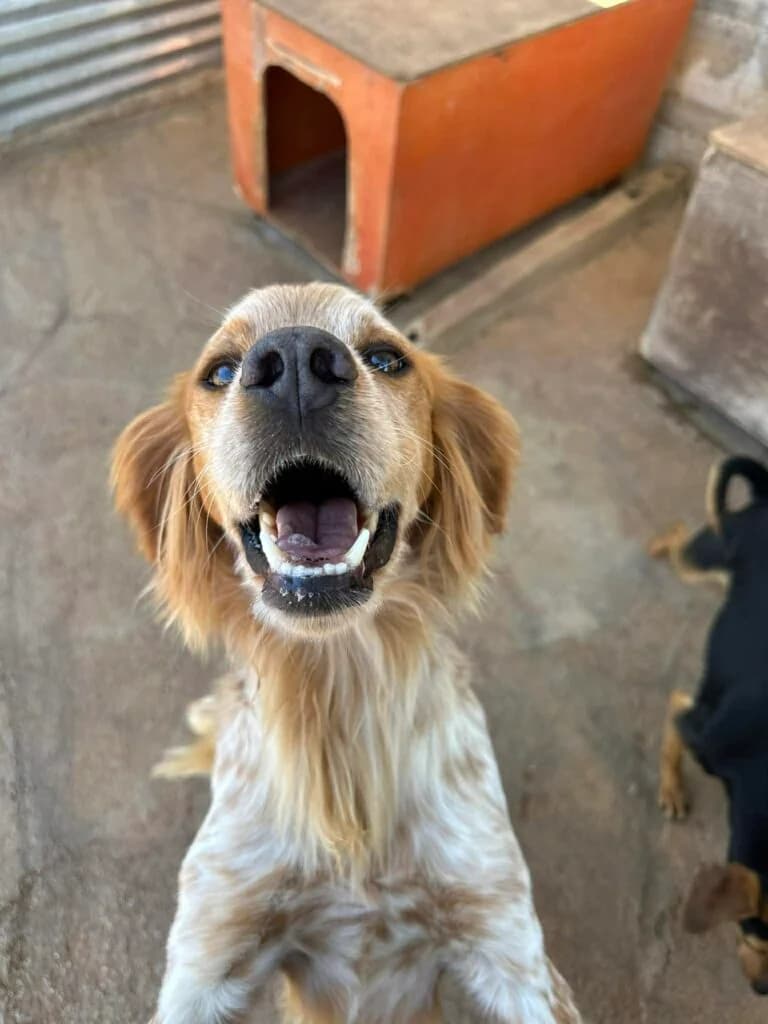Colby, male 3yo Brittany Spaniel for adoption at Souda Shelter, Chania