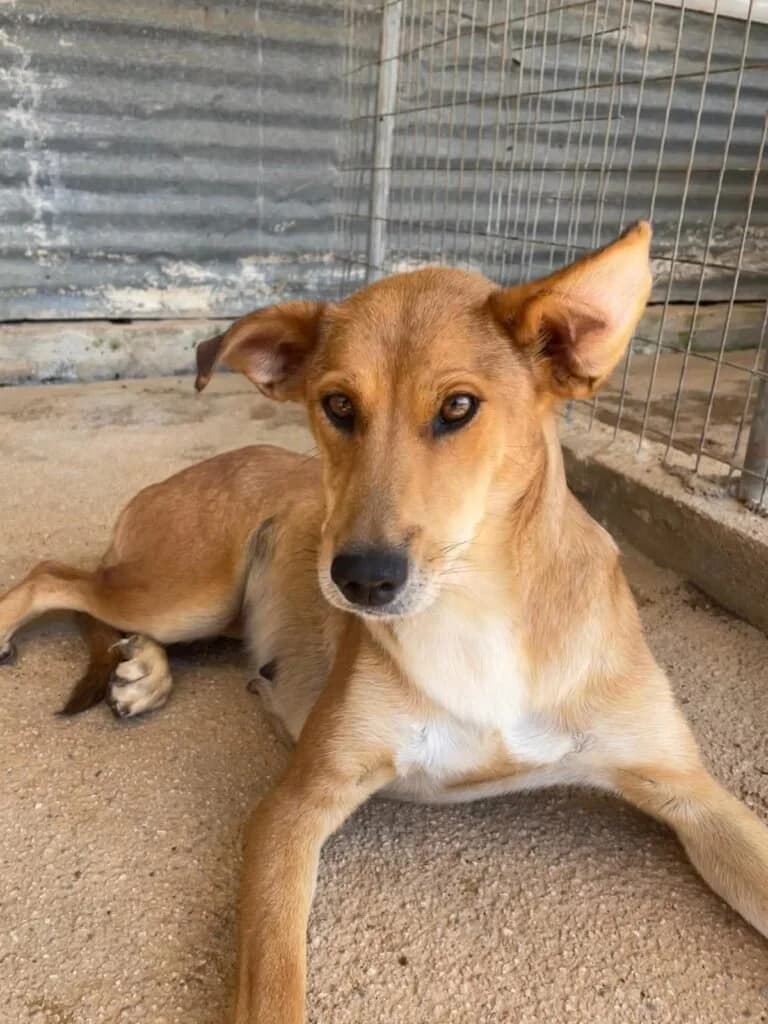 Nessa, female young Mixed Breed for adoption at Souda Shelter, Chania