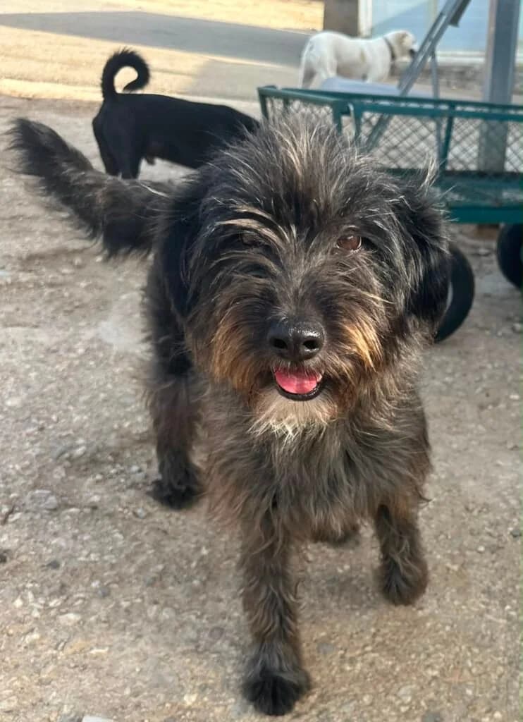 Popi, female young Mixed Breed for adoption at Souda Shelter, Chania