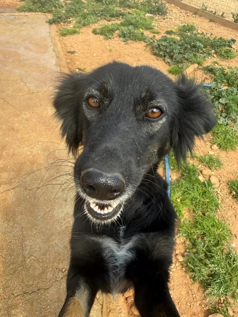 Ophelia, female young Mixed Breed for adoption at Souda Shelter, Chania