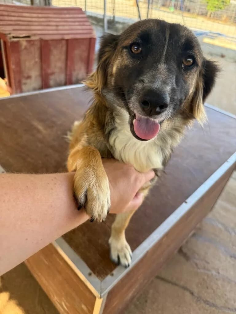Stefanie, female young Mixed Breed for adoption at Souda Shelter, Chania