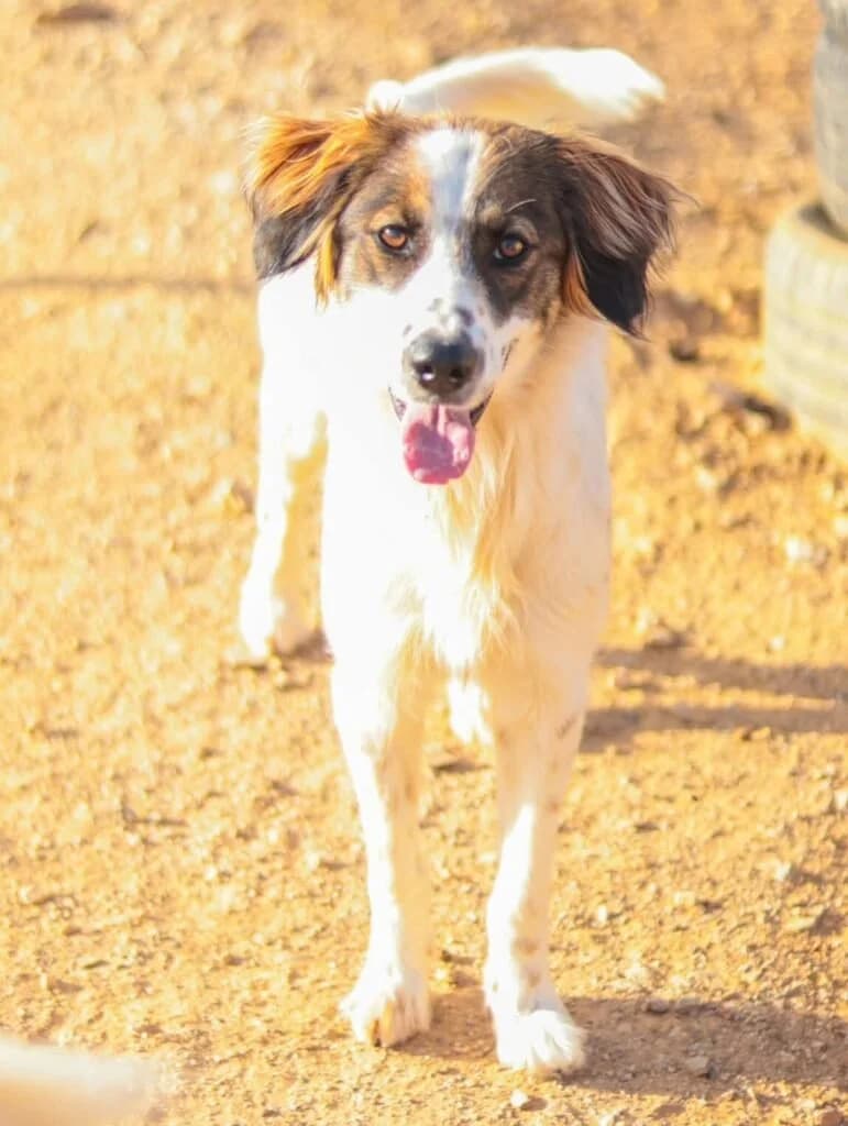 Lyra, female young Mixed Breed for adoption at Souda Shelter, Chania