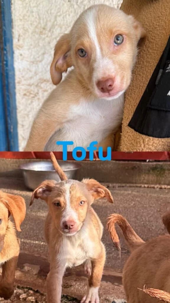 Tofu, male puppy Mixed Breed for adoption at Souda Shelter, Chania