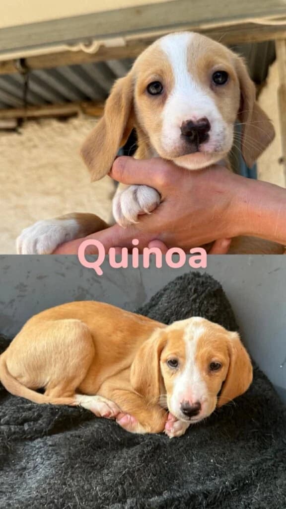 Quinoa, female puppy Mixed Breed for adoption at Souda Shelter, Chania