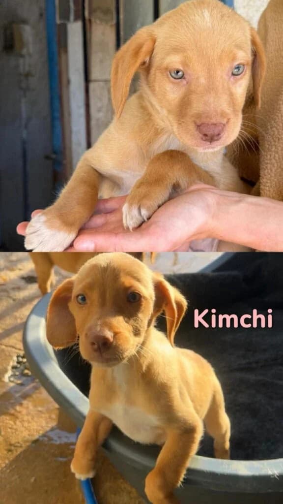 Kimchi, female puppy Mixed Breed for adoption at Souda Shelter, Chania