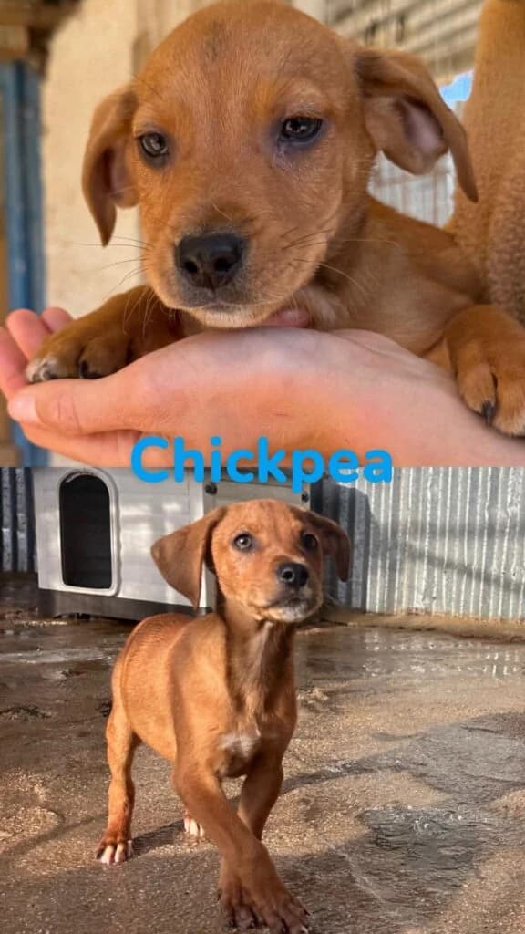 Chickpea, male puppy Mixed Breed for adoption at Souda Shelter, Chania