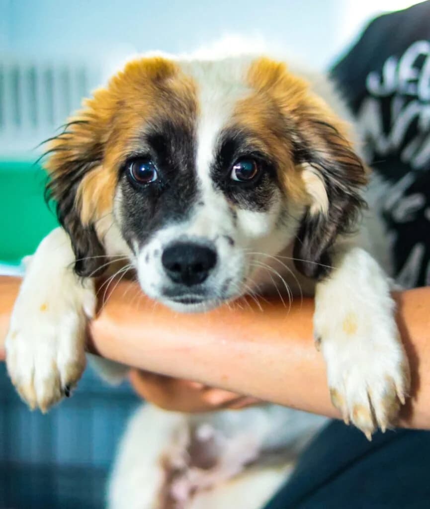 Pepper, Mixed Breed (Souda Shelter)