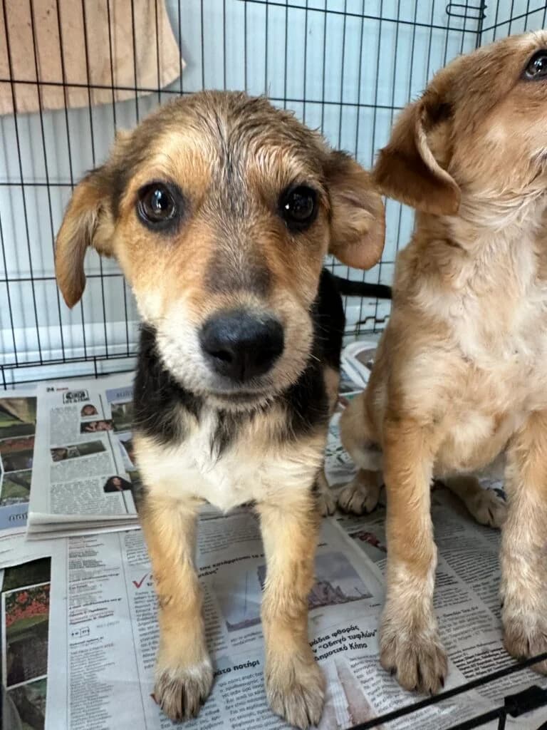 Soba, female puppy Mixed Breed for adoption at Souda Shelter, Chania