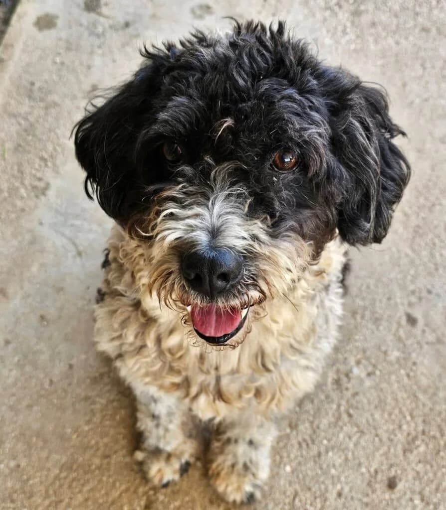Bertie, male senior Mixed Breed for adoption at Souda Shelter, Chania