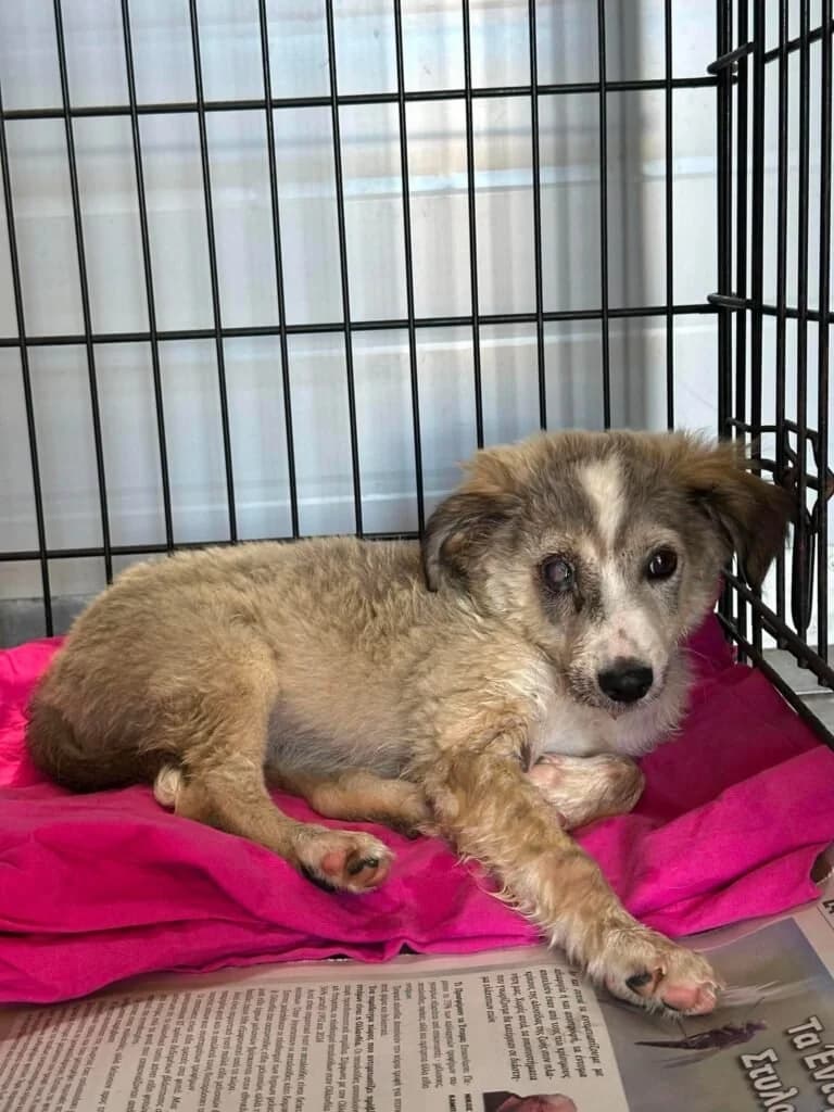 Ryker, male puppy Mixed Breed for adoption at Souda Shelter, Chania