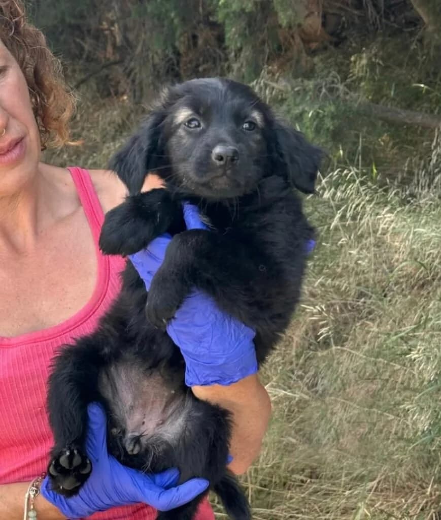 Eleanor, Mixed Breed (Souda Shelter)